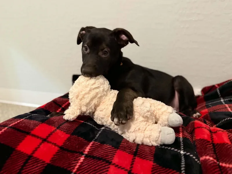 Tori puppy Tiberius