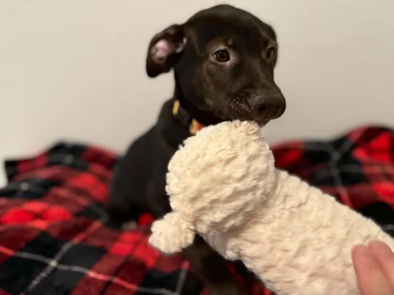 Tori puppy  Tiberius thumbnail 2