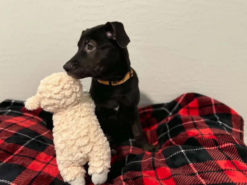 Tori puppy  Tiberius thumbnail 4