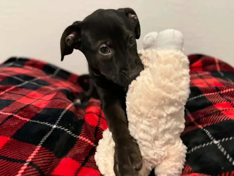 Tori puppy  Tiberius thumbnail 5