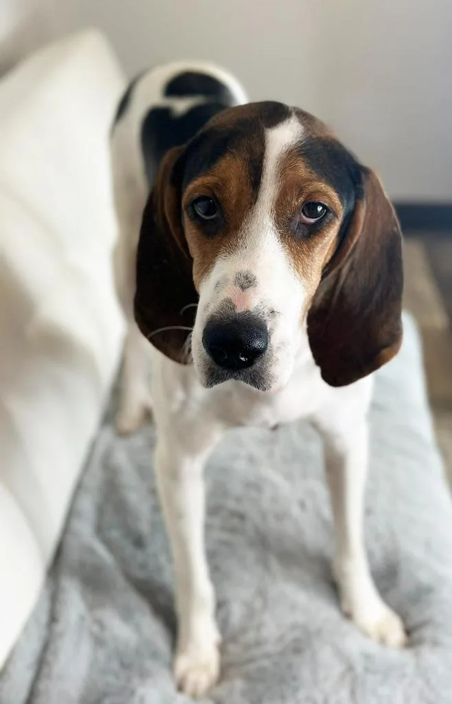 An adult medium-sized female Treeing Walker Coonhound dog named Mrs. Beasley for adoption in Savage, MN