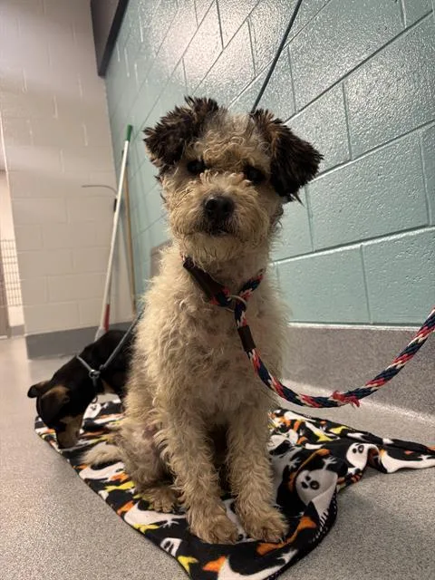 An adult small-sized male Poodle dog named Waffle for adoption in Indianapolis, IN