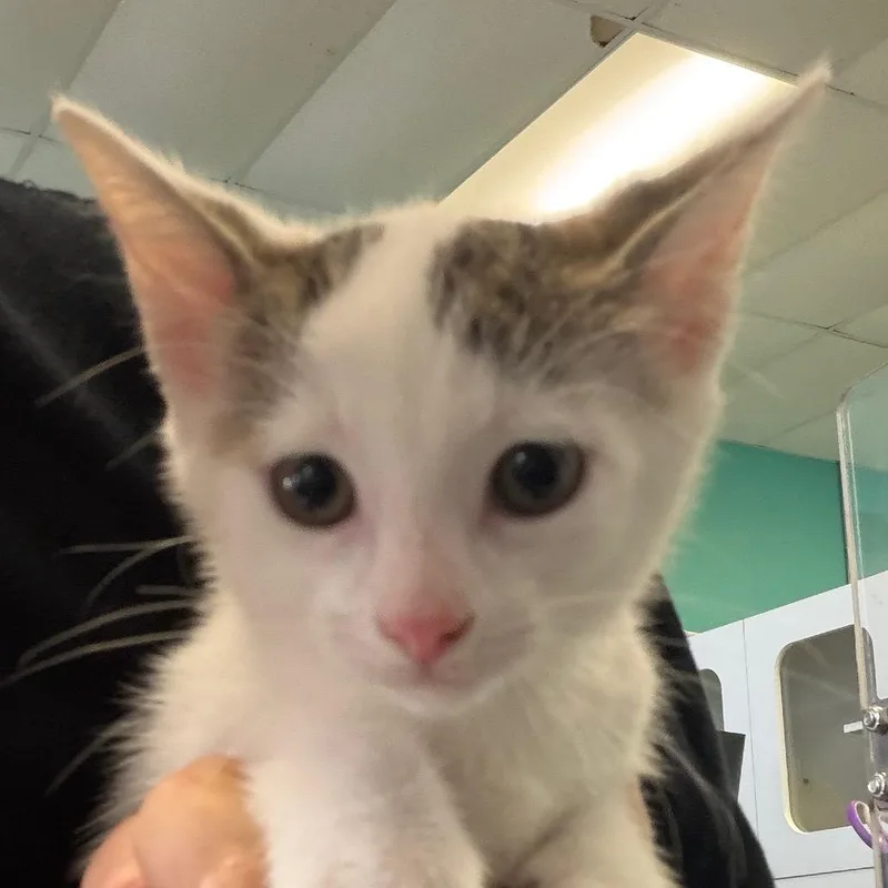A baby small-sized female White Domestic Short Hair cat named Erin for adoption in Lake Jackson, TX