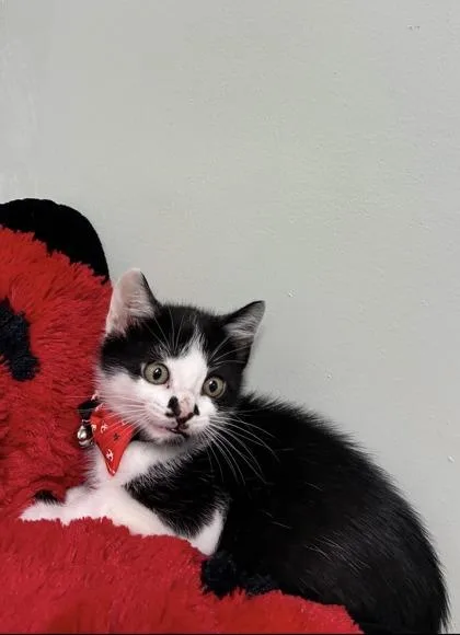 A baby medium-sized male Domestic Short Hair cat named Chow Mein for adoption in Picayune, MS
