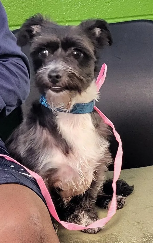 An adult small-sized male Terrier dog named Pen  Bonzo for adoption in Lawrenceville, GA