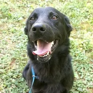 An adult large-sized male Shepherd dog named Riddick for adoption in Philippi, WV