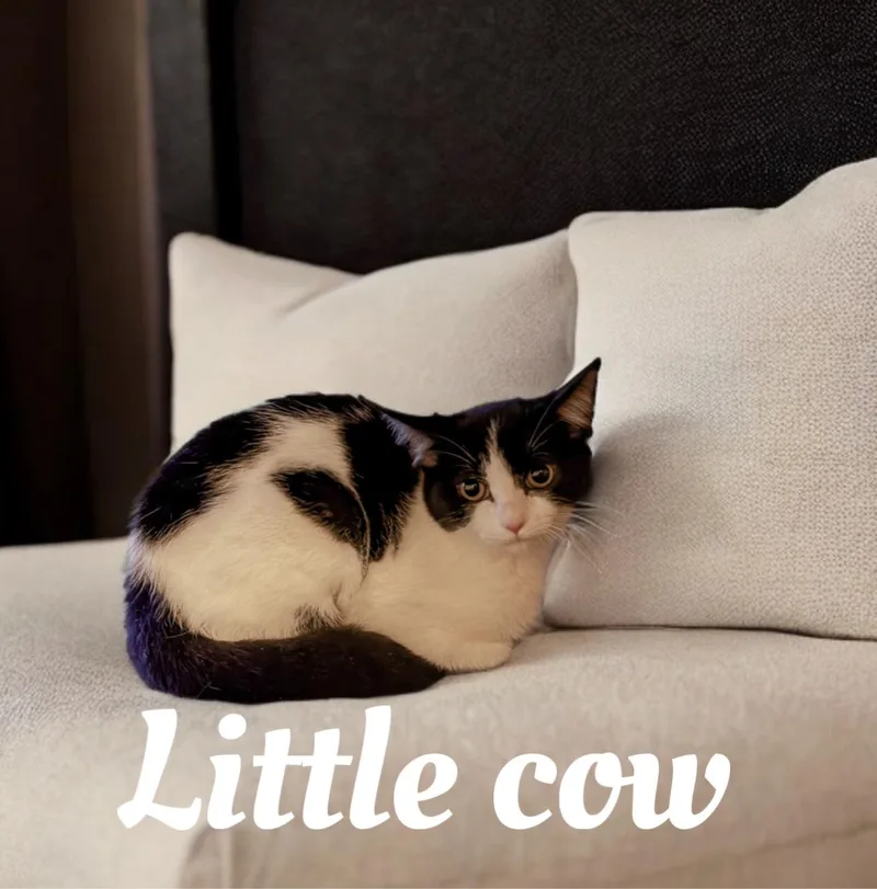 Little Cow