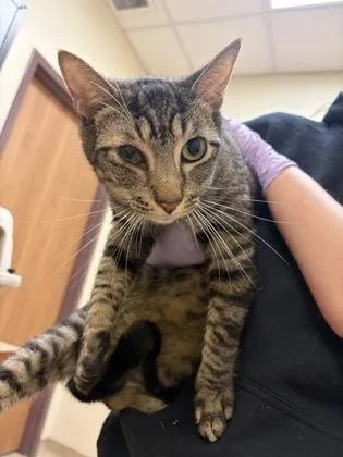 An adult small-sized male Domestic Short Hair cat named Clarence for adoption in West Chester, PA