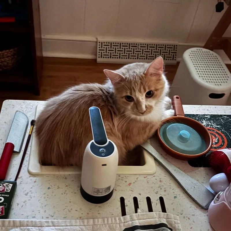 A young small-sized male Domestic Long Hair cat named Butter for adoption in Lynchburg, VA
