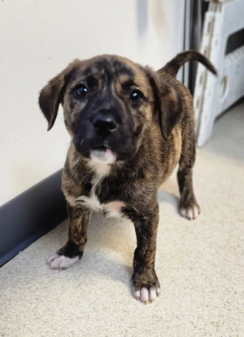 An adult medium-sized female Brindle Pit Bull Terrier dog named Roxie Mead for adoption in TULSA, OK