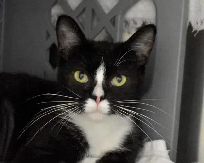 A young small-sized female Domestic Short Hair cat named Aleene for adoption in West Seneca, NY