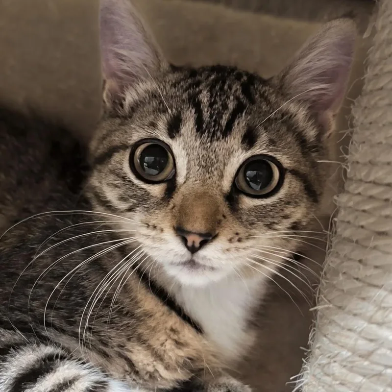 A baby medium-sized female Tabby (Buff / Tan / Fawn) Domestic Short Hair cat named Cyndi for adoption in West Jefferson, OH