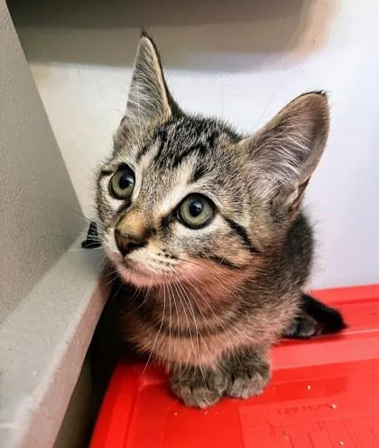 A baby small-sized male Gray / Blue / Silver Domestic Short Hair cat named Jesse for adoption in Kansas City, MO
