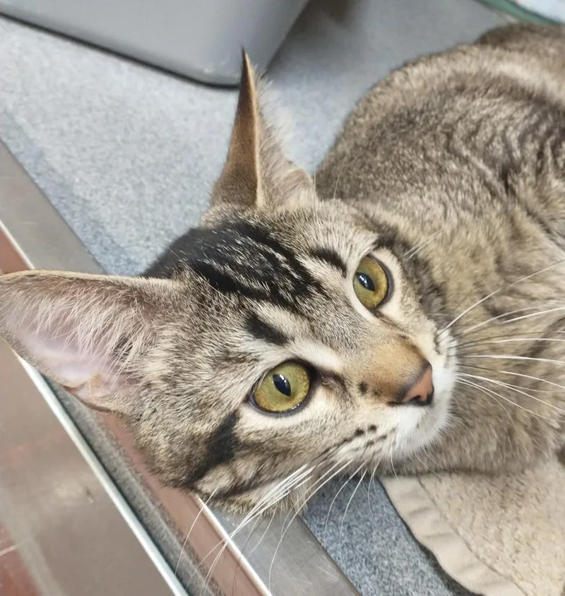 An adult medium-sized male Tabby (Brown / Chocolate) Domestic Short Hair cat named Johan for adoption in Tomah, WI