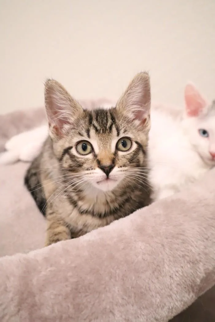 A baby small-sized female Domestic Short Hair cat named Lea for adoption in Burbank, CA