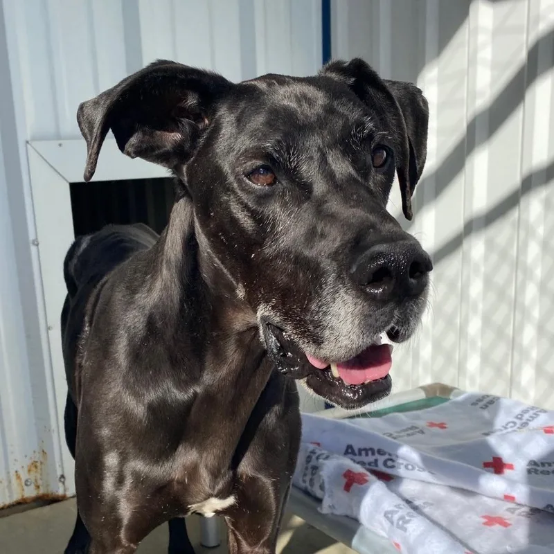 An adult large-sized female Black Great Dane dog named Leidy for adoption in Kanab, UT