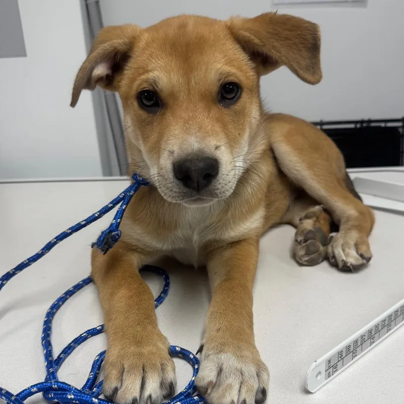 A baby small-sized male Golden Shepherd dog named Nash for adoption in Mission Hills, CA