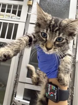 A baby small-sized female Domestic Short Hair cat named Pellagra for adoption in Sacramento, CA