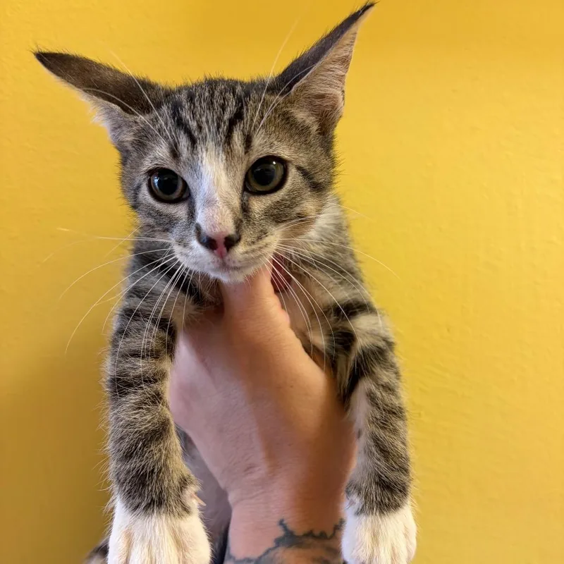 A baby small-sized male Gray / Blue / Silver Domestic Short Hair cat named Jonesy for adoption in Webster, TX