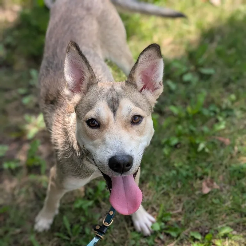 A young medium-sized male Yellow / Tan / Blond / Fawn German Shepherd Dog dog named Liam for adoption in Deerfield, IL