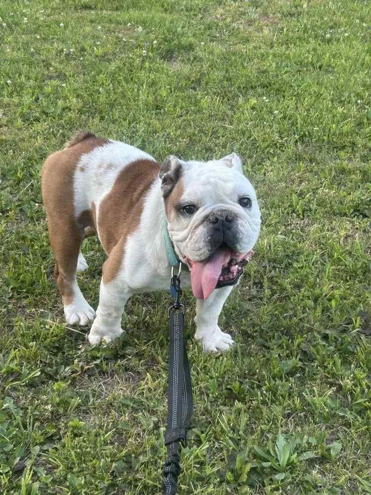 An adult medium-sized male English Bulldog dog named Winston for adoption in Evansville, IN