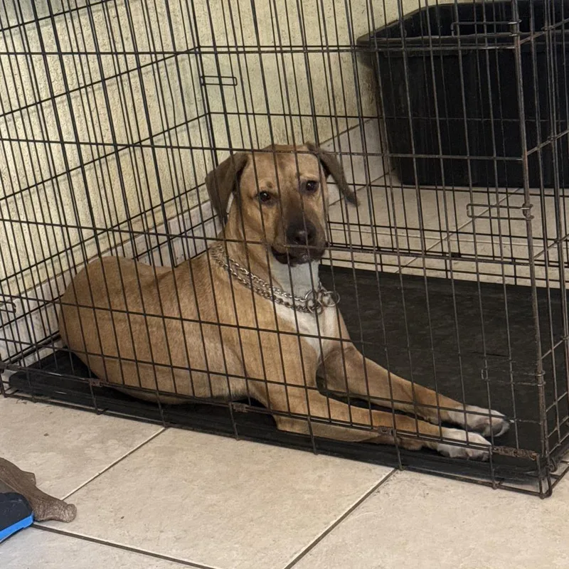 An adult medium-sized male Yellow / Tan / Blond / Fawn Boxer dog named Buddy for adoption in West Palm Beach, FL