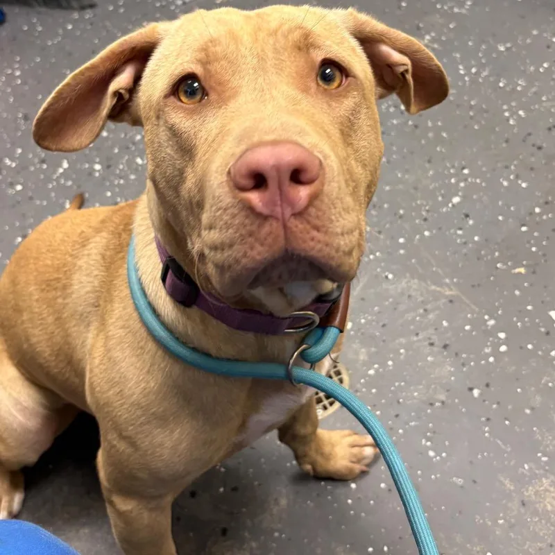 A young large-sized female Yellow / Tan / Blond / Fawn Mixed Breed dog named Rosie for adoption in Columbiana, AL