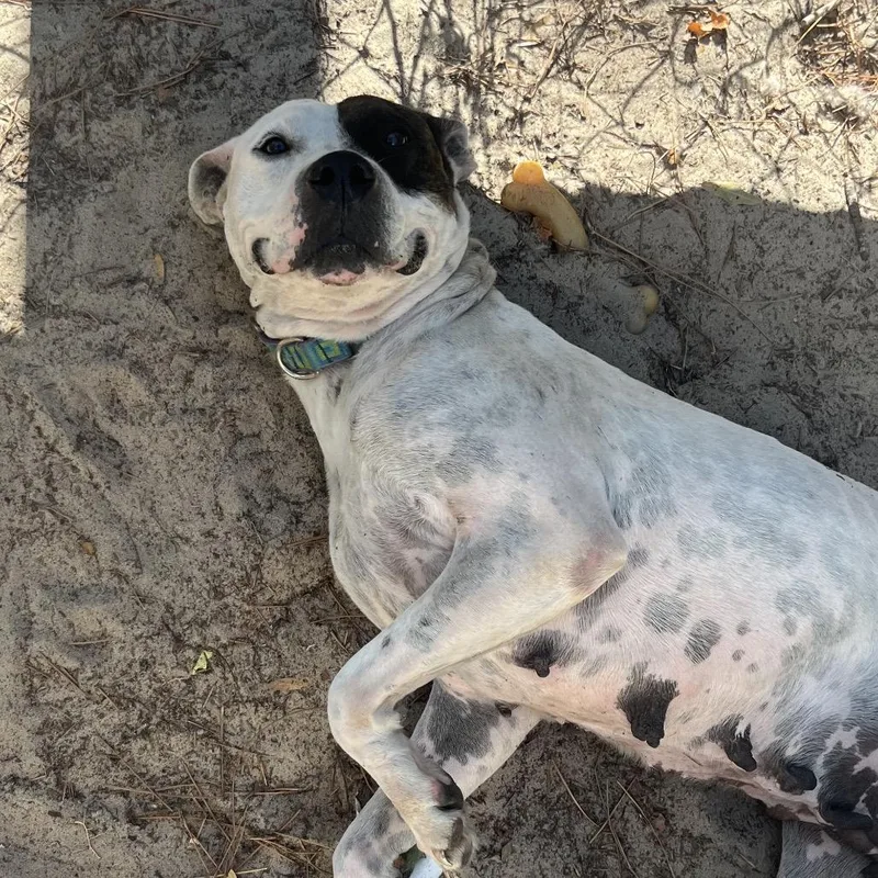 An adult medium-sized female White / Cream Pit Bull Terrier dog named Abby for adoption in Melrose, FL