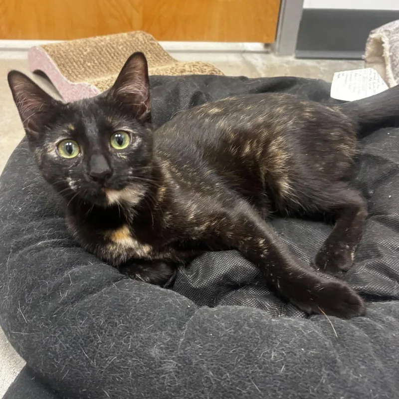 A baby small-sized female Tortoiseshell Domestic Short Hair cat named Torie for adoption in Laredo, TX