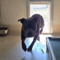 An adult medium-sized male Gray / Blue / Silver Pit Bull Terrier dog named Caesar for adoption in Bristol, IN