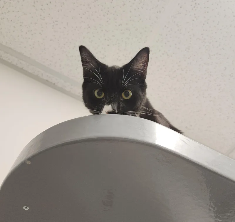 A baby medium-sized male Black Tuxedo cat named Duccati for adoption in Midvale, UT