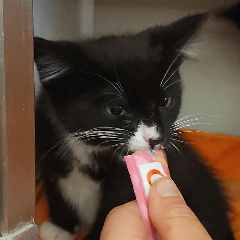 Duccati thumbnail 6