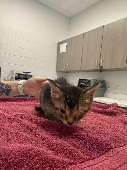 A baby small-sized male Brown / Chocolate Domestic Short Hair cat named Worthington for adoption in Kansas City, MO