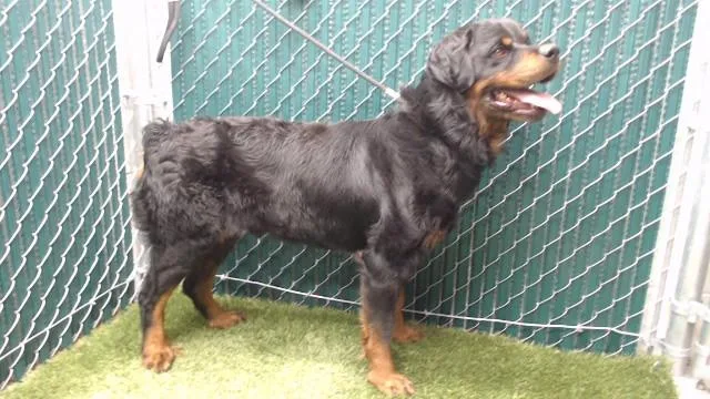 A young medium-sized male Rottweiler dog named Curly for adoption in Downey, CA
