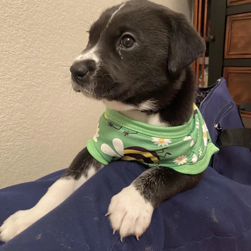 A baby small-sized female Black Labrador Retriever dog named Mini Mouse for adoption in Austin, TX