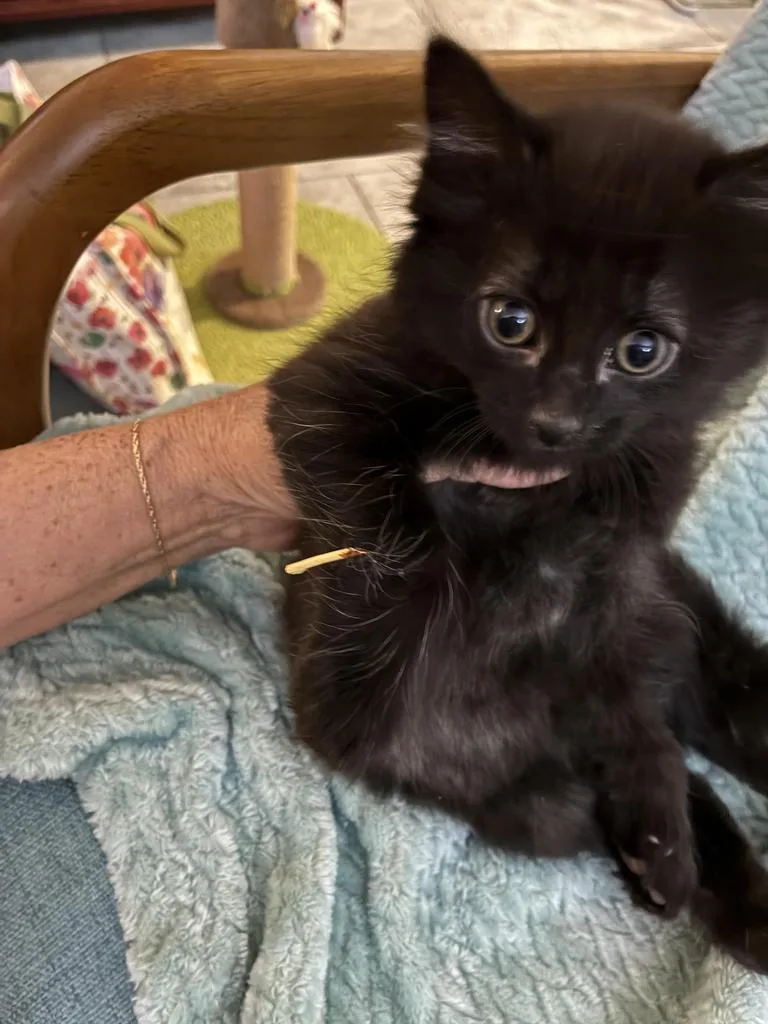 A baby small-sized male Domestic Short Hair cat named Spunky for adoption in Mustang, OK