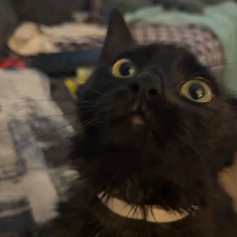 An adult small-sized female Black Domestic Short Hair cat named Gloomy for adoption in Roanoke, VA