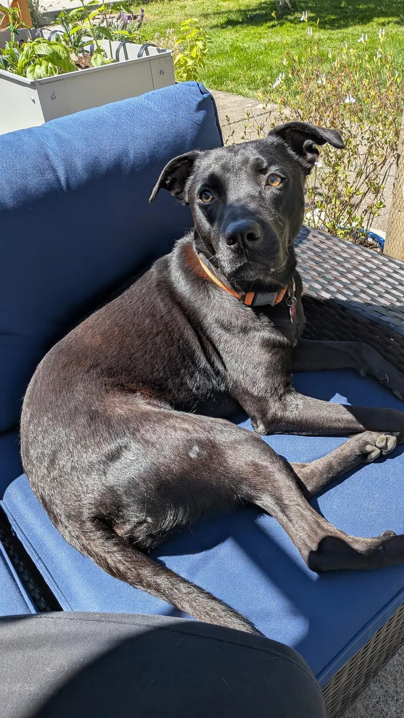 An adult medium-sized male Labrador Retriever dog named Nicky for adoption in Bothell, WA