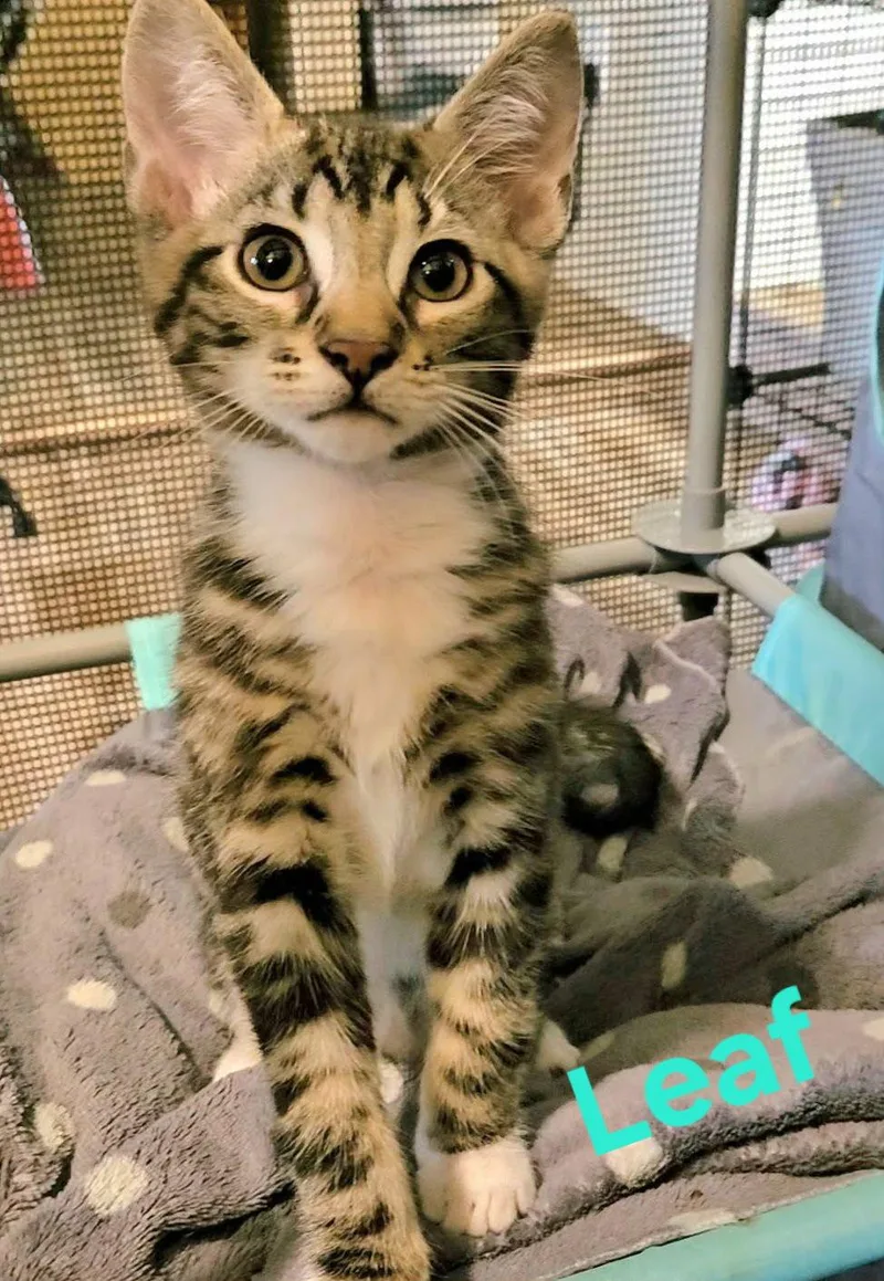 A baby medium-sized male Domestic Short Hair cat named Leaf for adoption in Longwood, FL