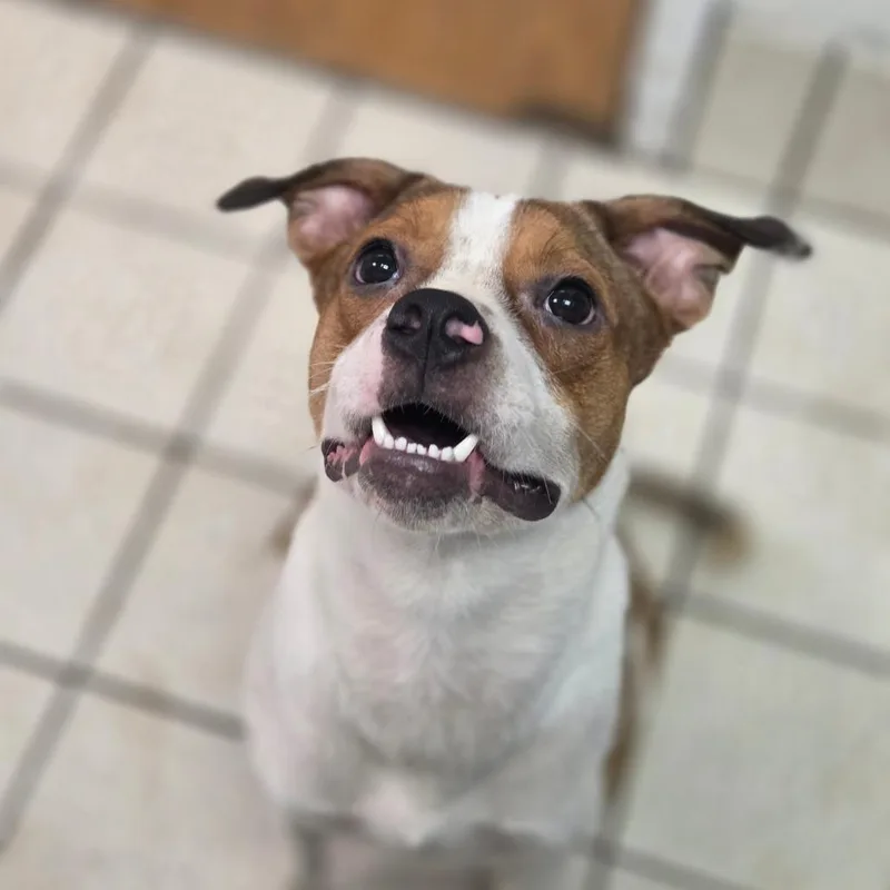 An adult medium-sized male White / Cream Mixed Breed dog named Prince AKA Pythagoras Theorem for adoption in Charleston, WV