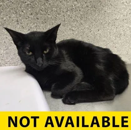 An adult medium-sized male Domestic Short Hair cat named Cold Brew for adoption in Eugene, OR