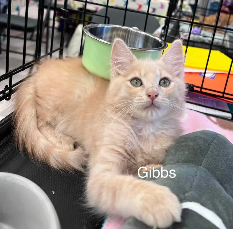 Gibbs M.