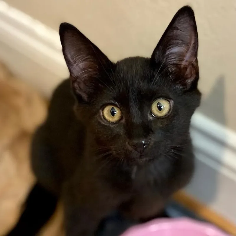 An adult small-sized male Black Domestic Short Hair cat named Walter for adoption in Long Beach, CA