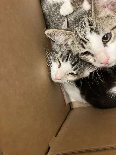 A baby small-sized male Domestic Short Hair cat named Emu for adoption in Long Beach, CA