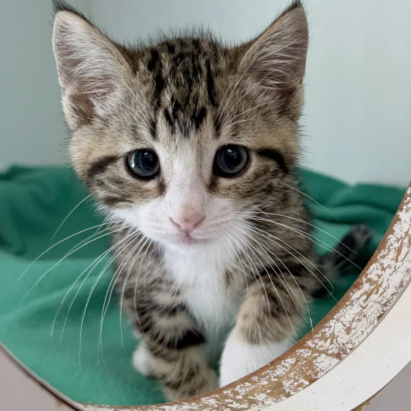 A baby small-sized male Brown / Chocolate Domestic Short Hair cat named Kiwi for adoption in Oakland, CA