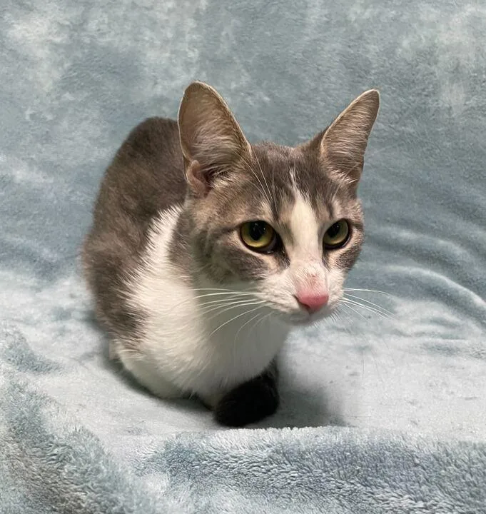 An adult small-sized female Gray & White Domestic Short Hair cat named Taco for adoption in Jackson, MI