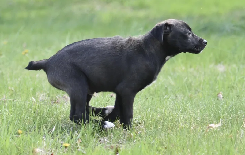 A baby small-sized male Australian Shepherd dog named Clint for adoption in Mechanicsburg, PA
