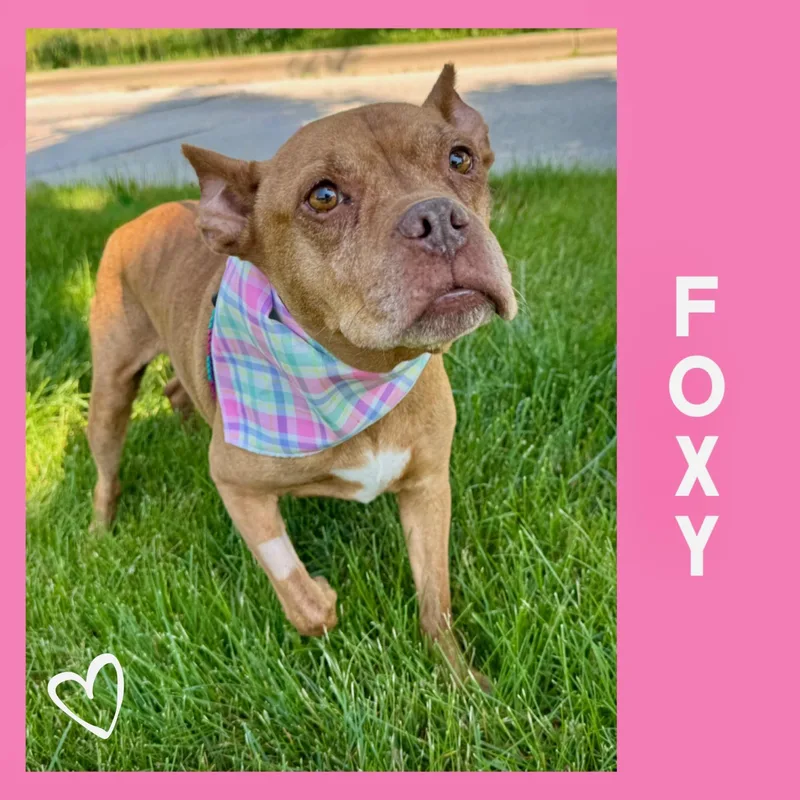 Foxy