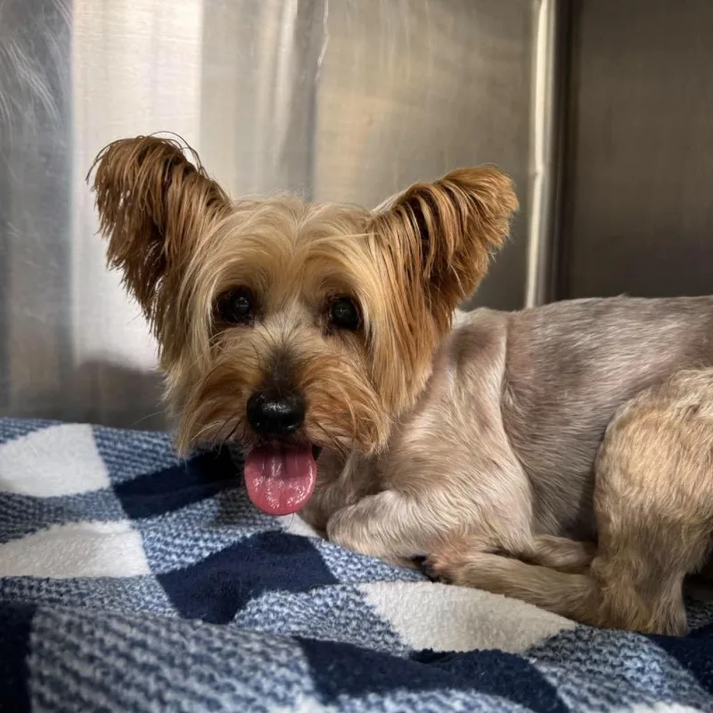 An adult small-sized female Gray / Blue / Silver Yorkshire Terrier dog named Tess Taylor for adoption in Houston, TX