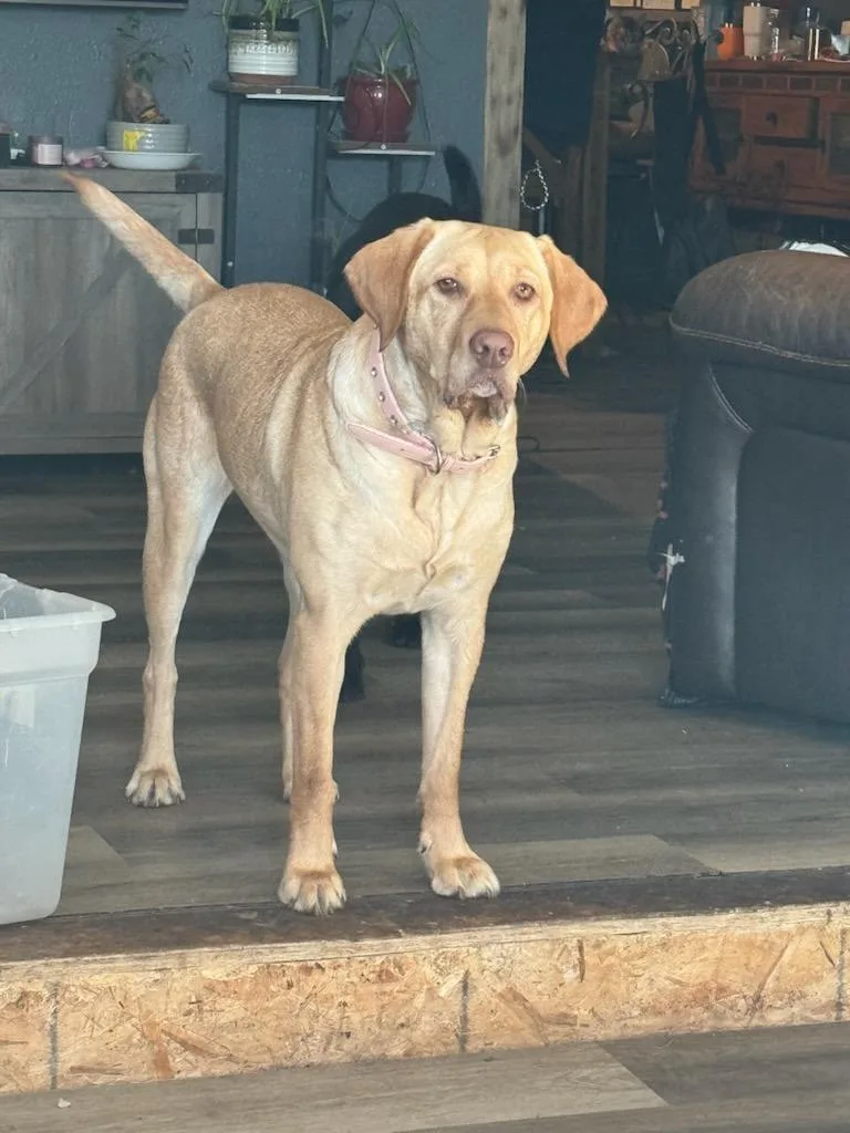 Bella COURTESY LISTING